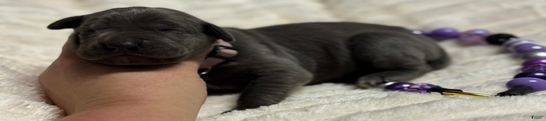 Blue Female Lilac Collar
