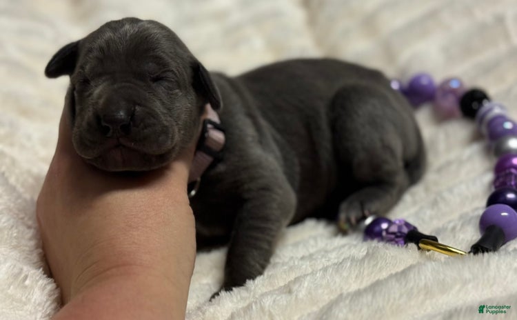 Great Dane dogs for sale - Ad 3