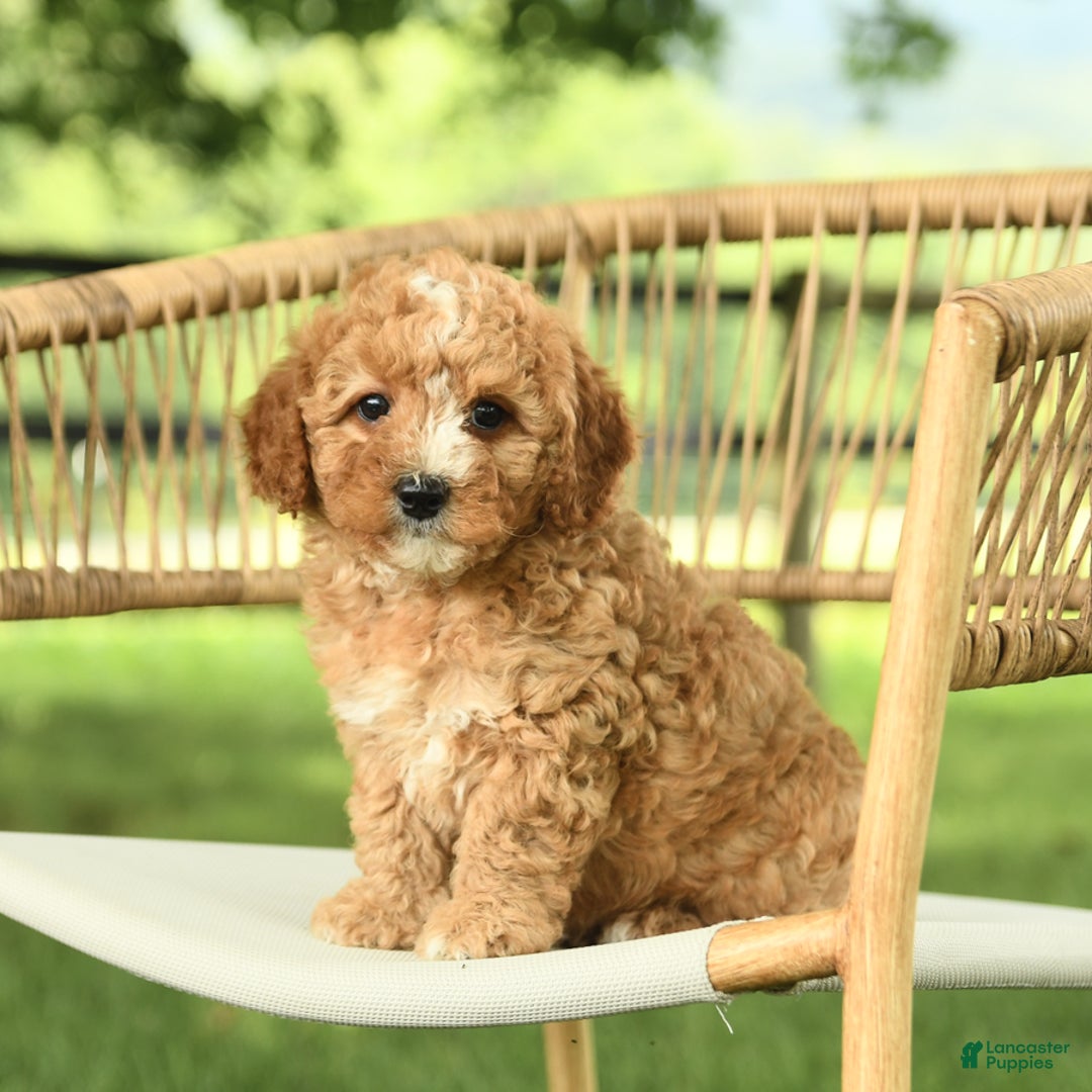 Mini Bernedoodle dogs for sale: Hazel - Image 2