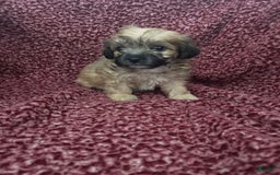 Teddy Bear dogs for sale: Max - Image 1