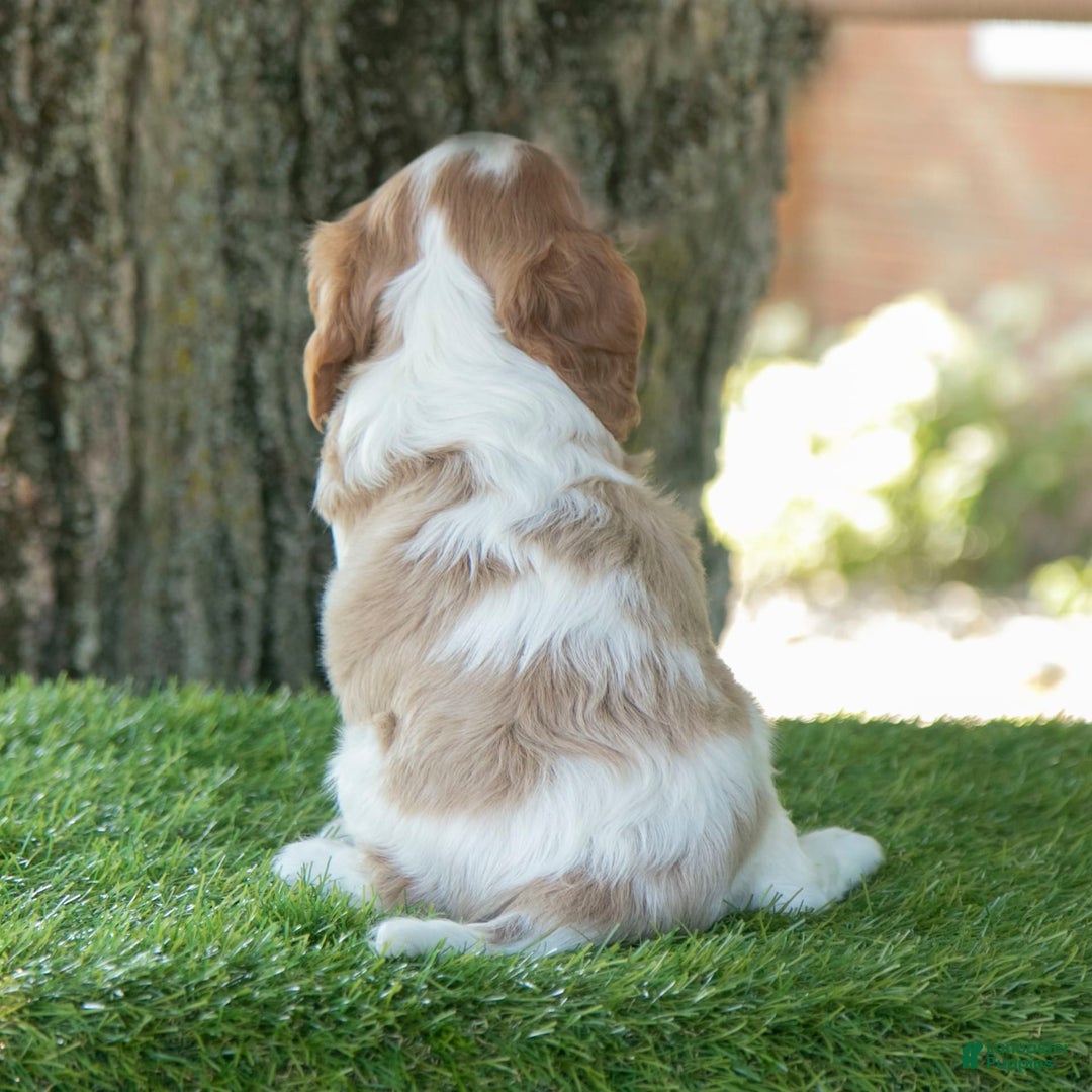 Cavalier King Charles Spaniel dogs for sale: Scout - Image 1