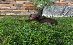 German Shorthaired Pointer dogs for sale: Jade - Image 8