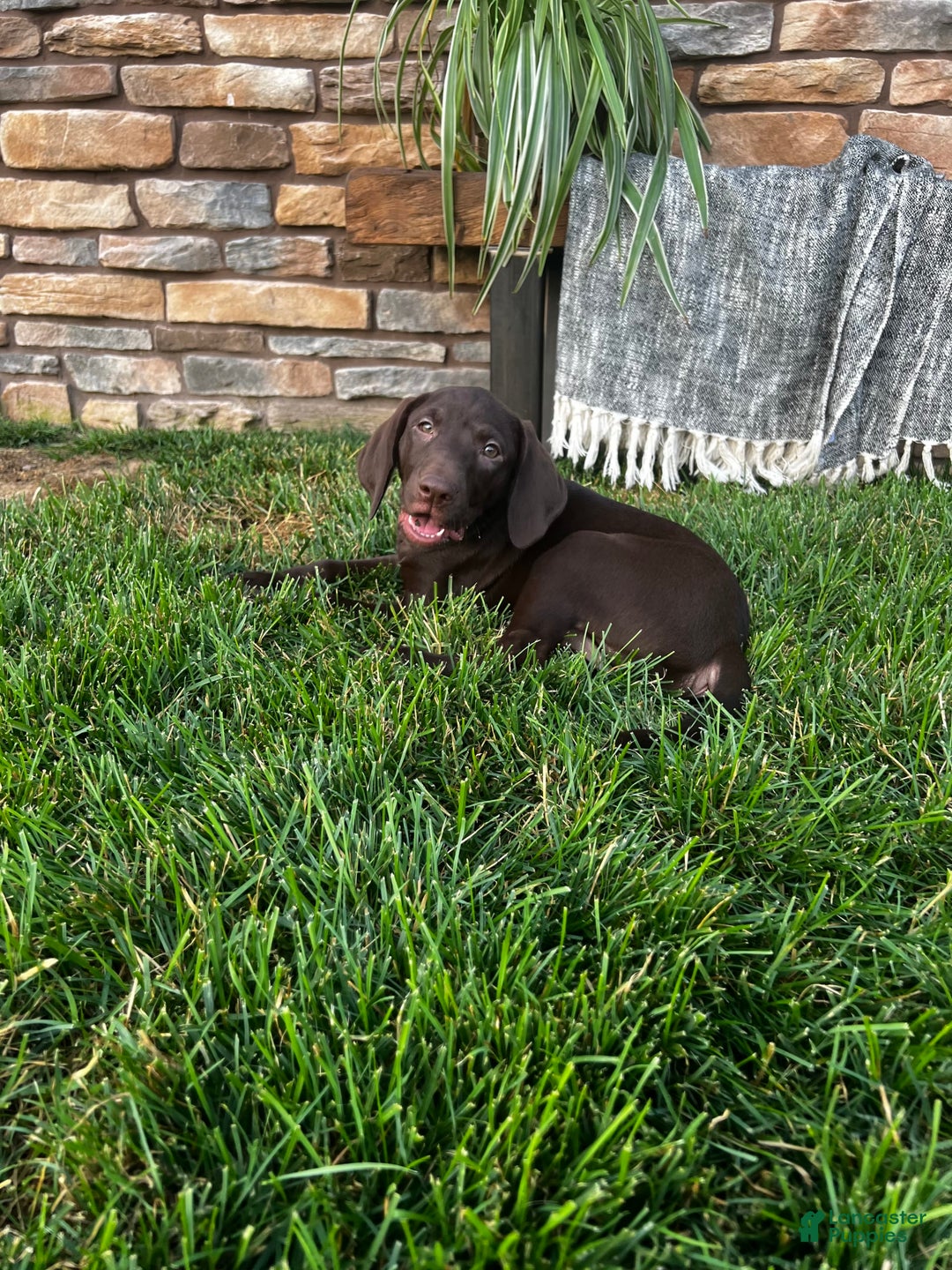 German Shorthaired Pointer dogs for sale: Jade - Image 8