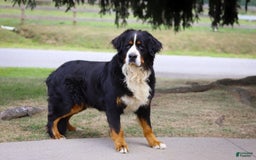 Bernese Mountain Dog dogs for sale: Anson - Image 13