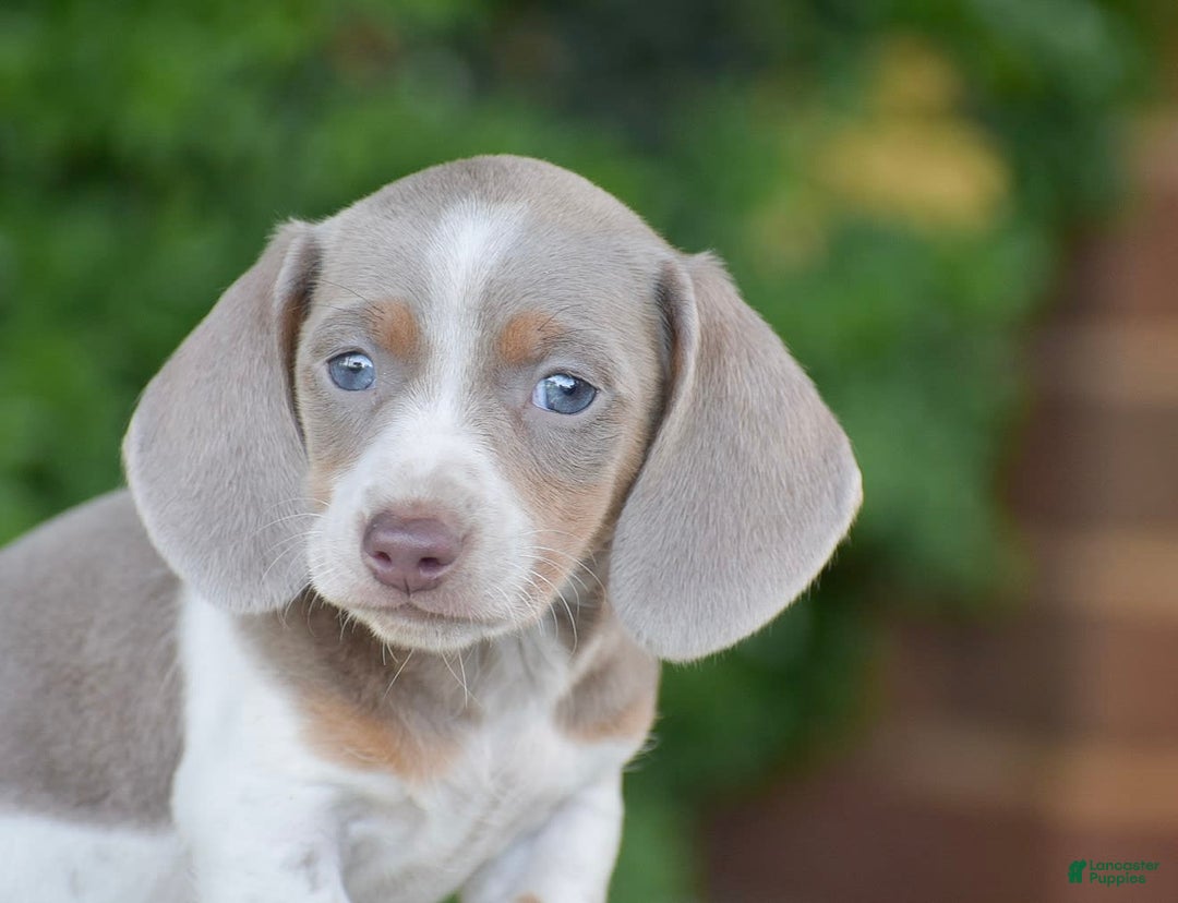 Dachshund dogs for sale: Jake - Image 9