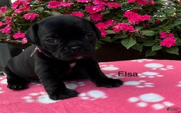 Puggle dogs for sale: Elsa - Image 1