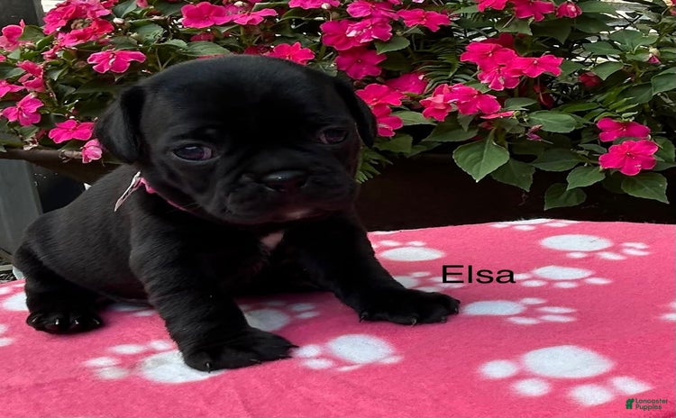 Puggle dogs for sale - Ad 3