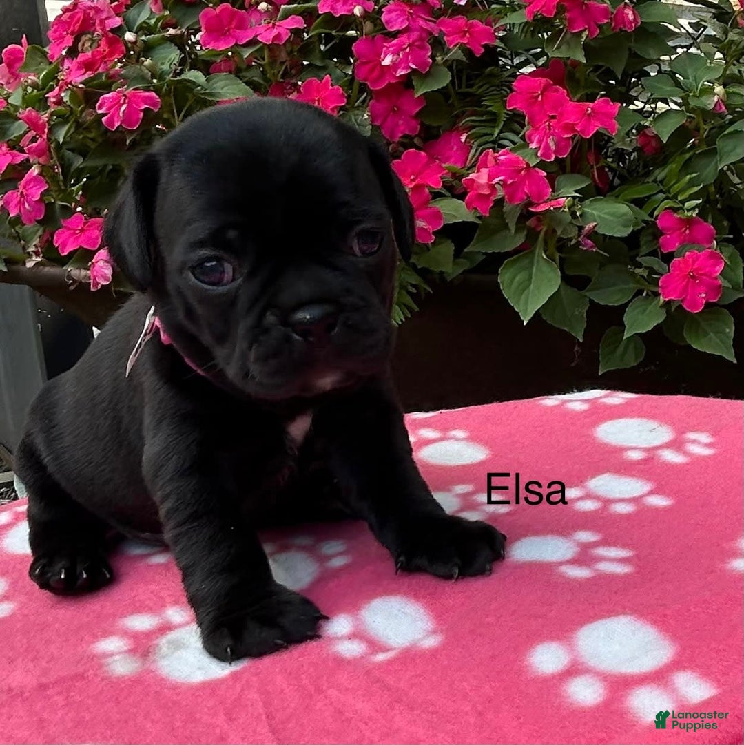 Puggle dogs for sale: Elsa - Image 1