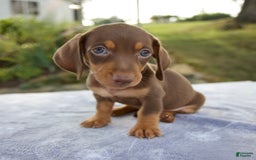 Miniature Dachshund dogs for sale: Frisco - Image 1