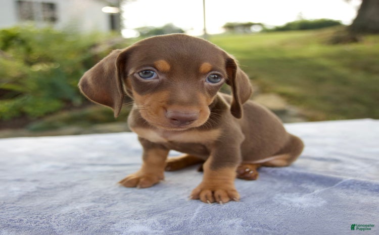 Miniature Dachshund dogs for sale - Ad 2