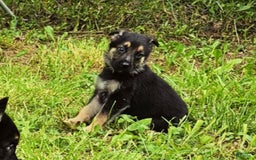 German Shepherd dogs for sale: Amarillo - Image 13