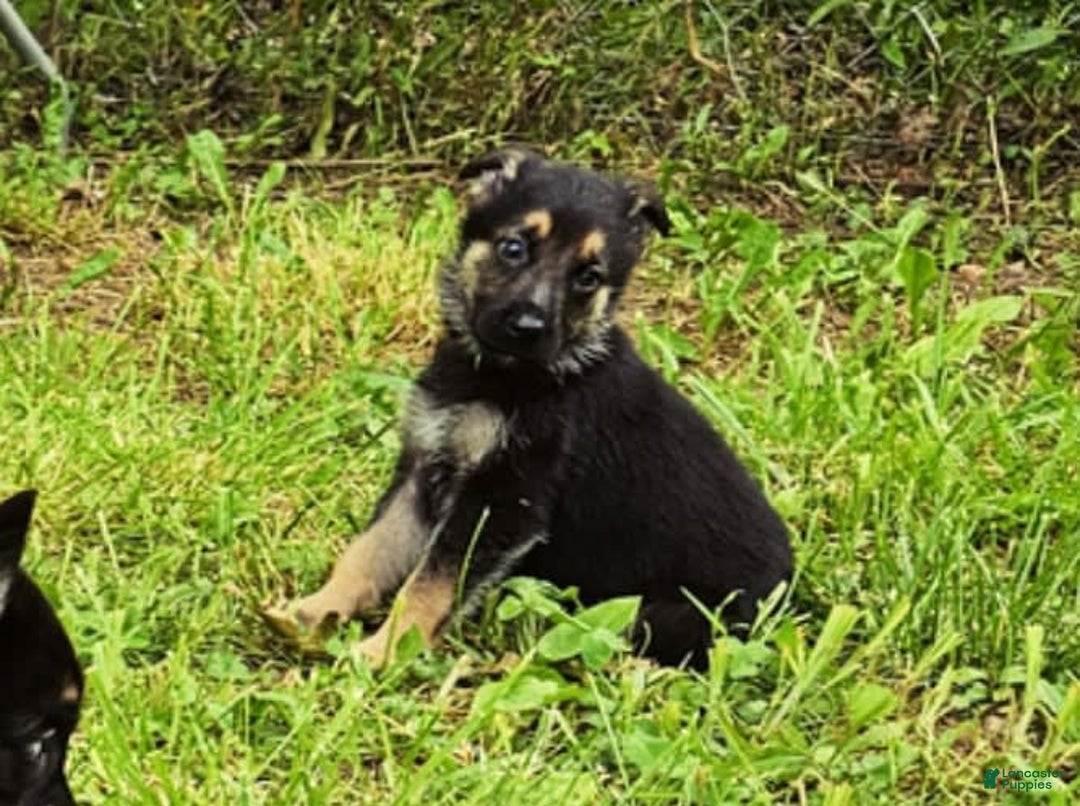 German Shepherd dogs for sale: Amarillo - Image 13