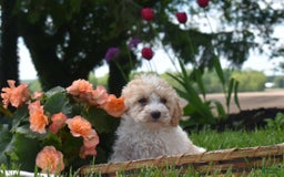 Toy Poodle dogs for sale: Elise - Image 1