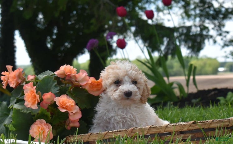 Toy Poodle dogs for sale - Ad 4