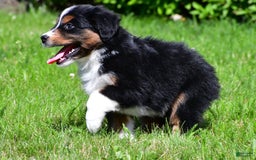 Miniature Australian Shepherd dogs for sale: Nicholas - Image 6
