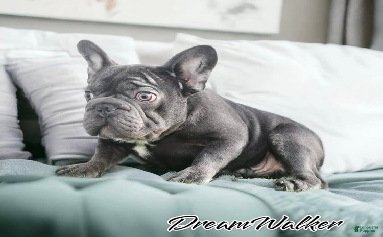 French Bulldog dogs for sale - Ad 4