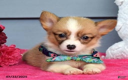 Welsh Corgi Pembroke dogs for sale: Zania - Image 5