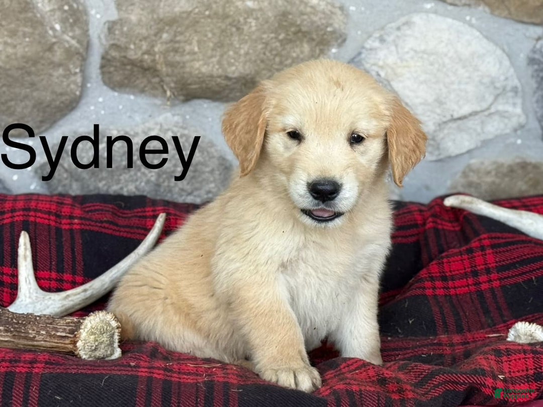 Golden Retriever dogs for sale: Sydney - Image 6