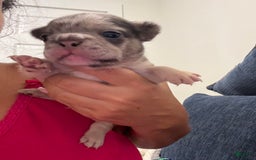 French Bulldog dogs for sale: Peewee - Image 6