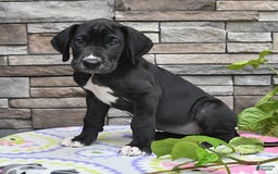 Great Dane dogs for sale: Sparky - Image 5