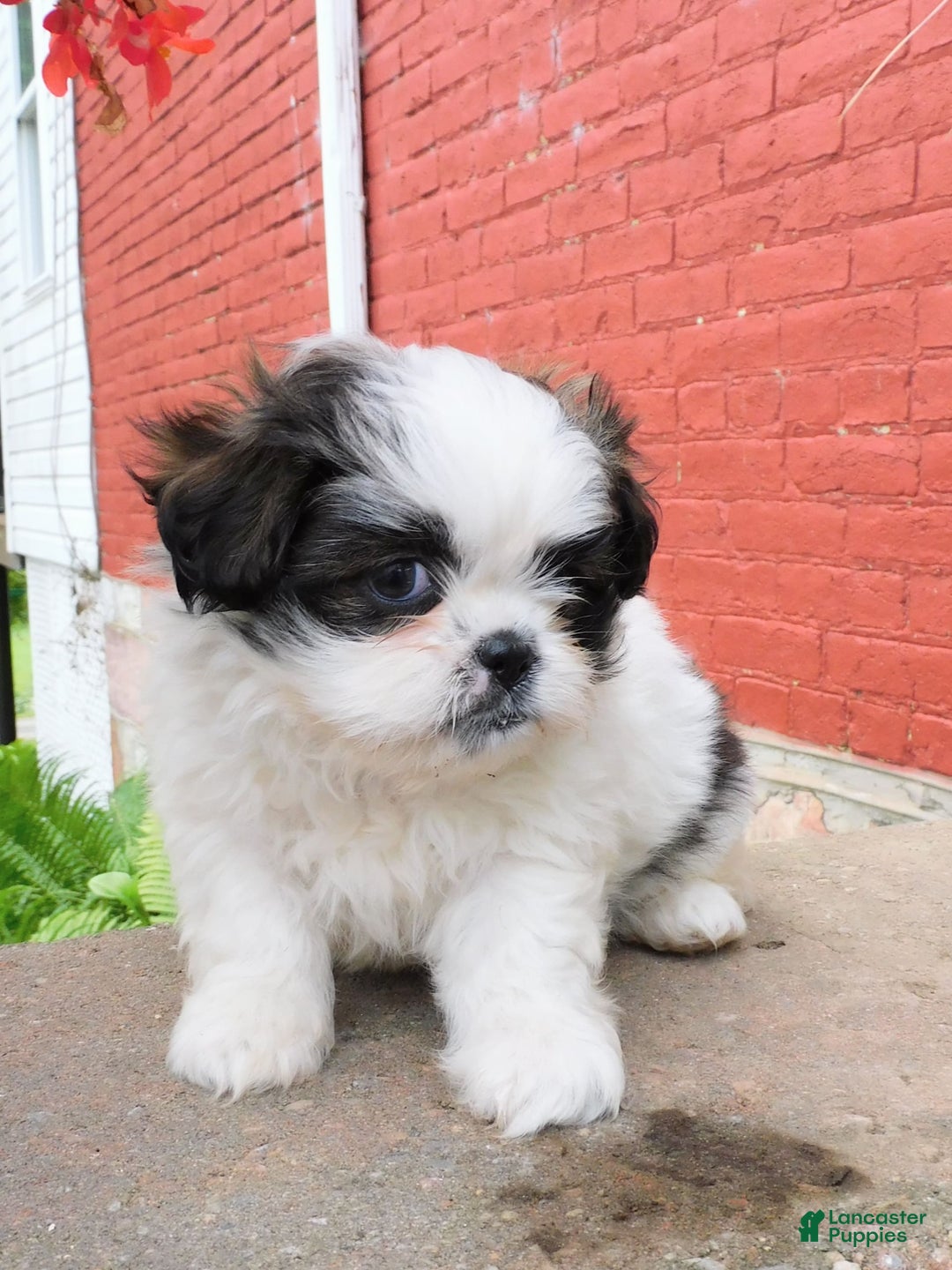 Shih Tzu dogs for sale: Mocha - Image 10