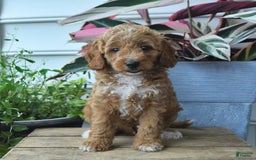 Mini Goldendoodle dogs for sale: Parker - Image 1