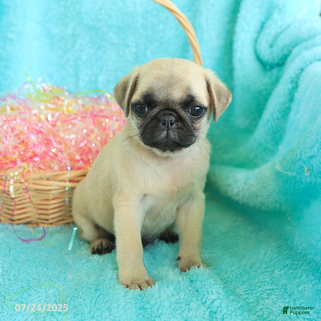 Pug dogs for sale: Percy - Image 4