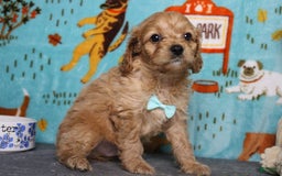 Cavapoo dogs for sale: Phoenix - Image 15