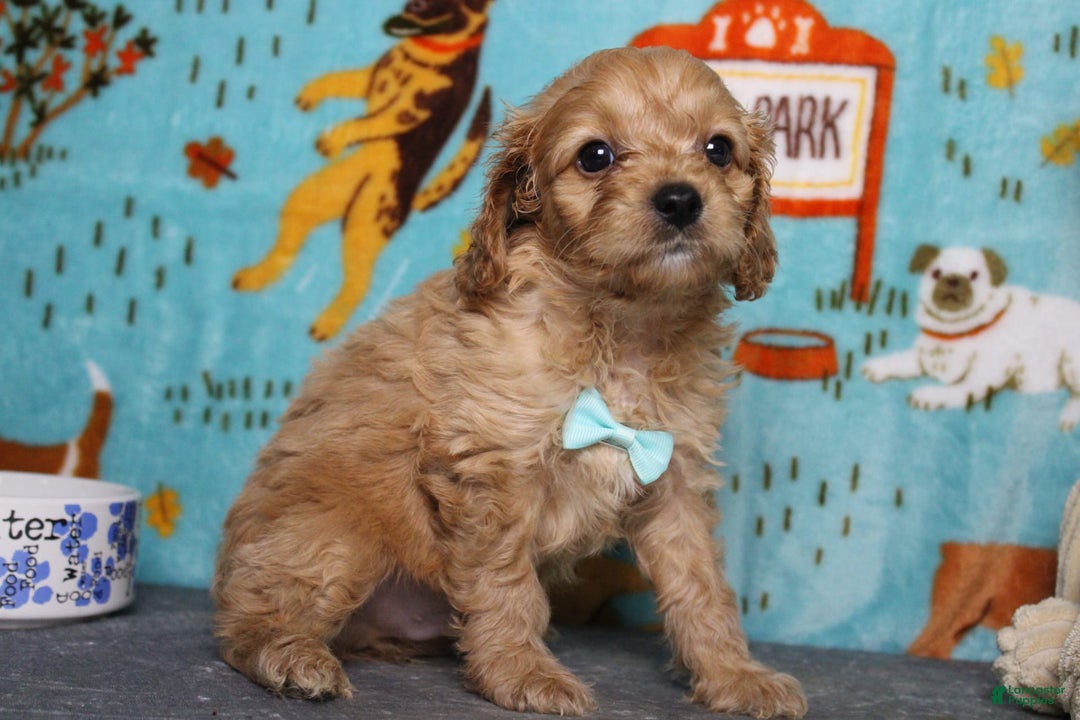 Cavapoo dogs for sale: Phoenix - Image 15