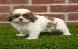 Shih Tzu dogs for sale: Goldie - Image 7