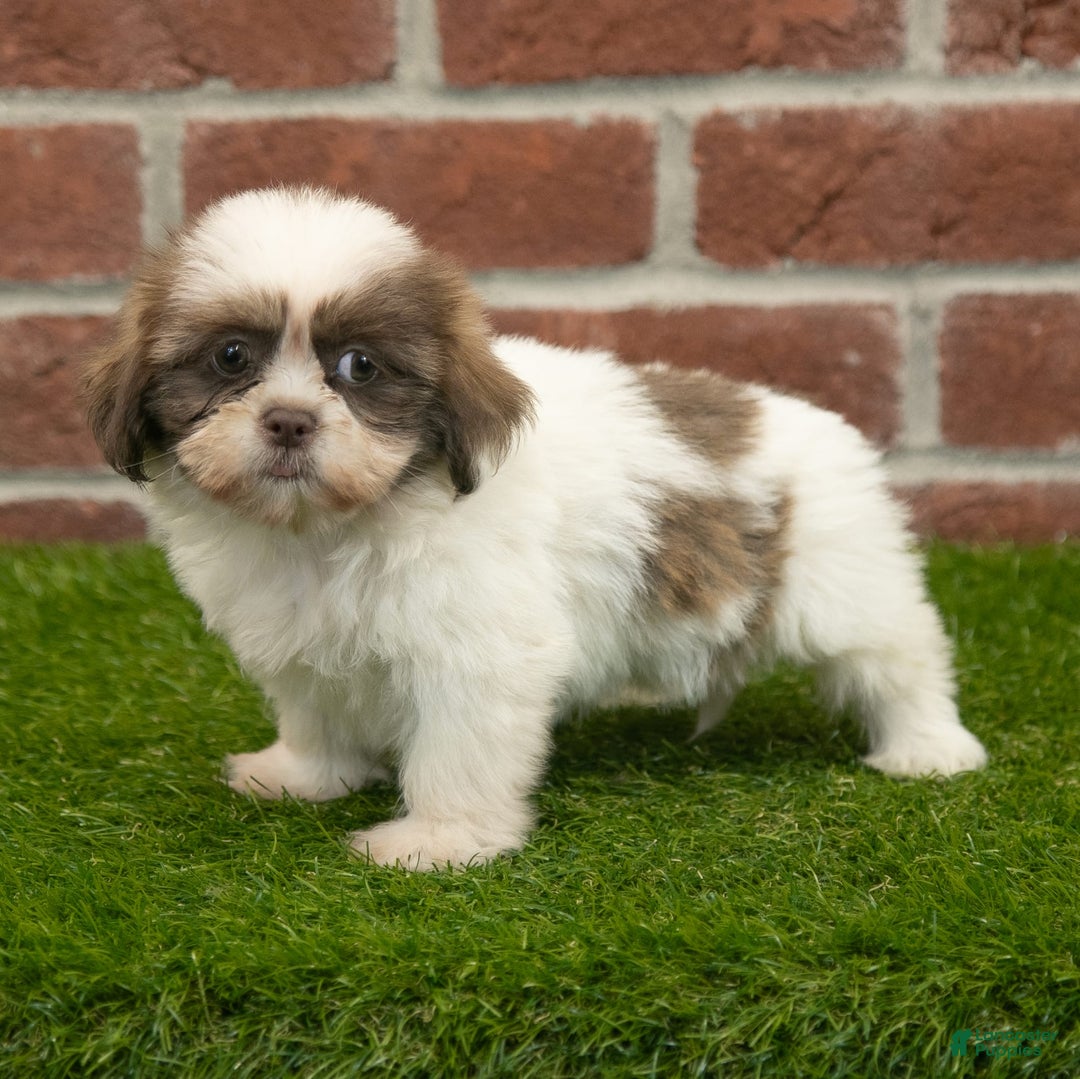 Shih Tzu dogs for sale: Goldie - Image 7