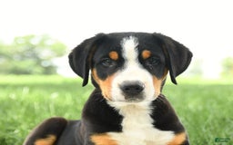 Greater Swiss Mountain Dog dogs for sale: Felix - Image 10