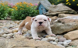 English Bulldog dogs for sale: Whitney - Image 5