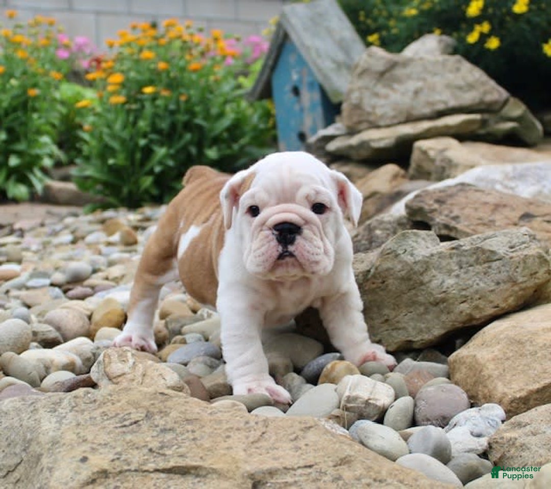 English Bulldog dogs for sale: Whitney - Image 5