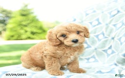 Cockapoo dogs for sale: Blueberry - Image 5