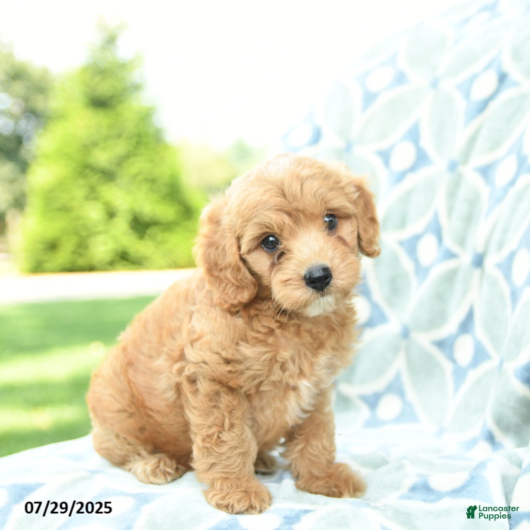 Cockapoo dogs for sale: Blueberry - Image 5