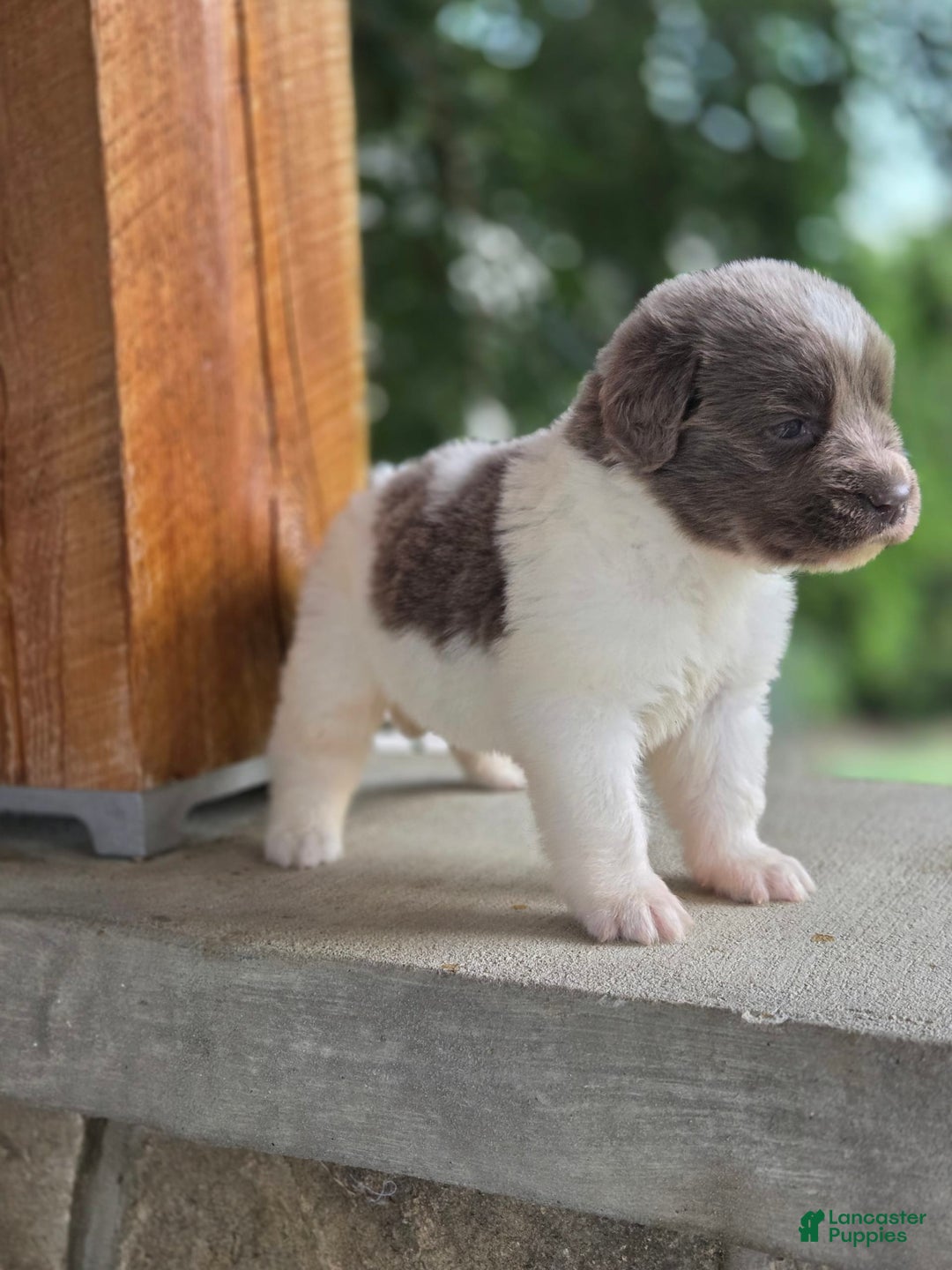 Newfoundland dogs for sale: Rosie - Image 5
