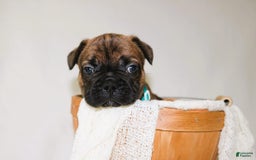 French Bulldog dogs for sale: Apollo Akc 🐾 - Image 11