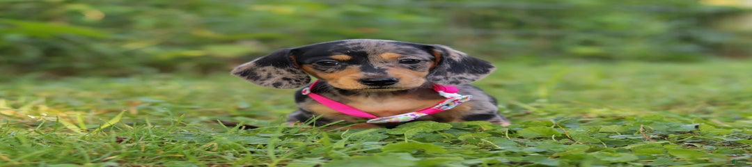 Sadie
