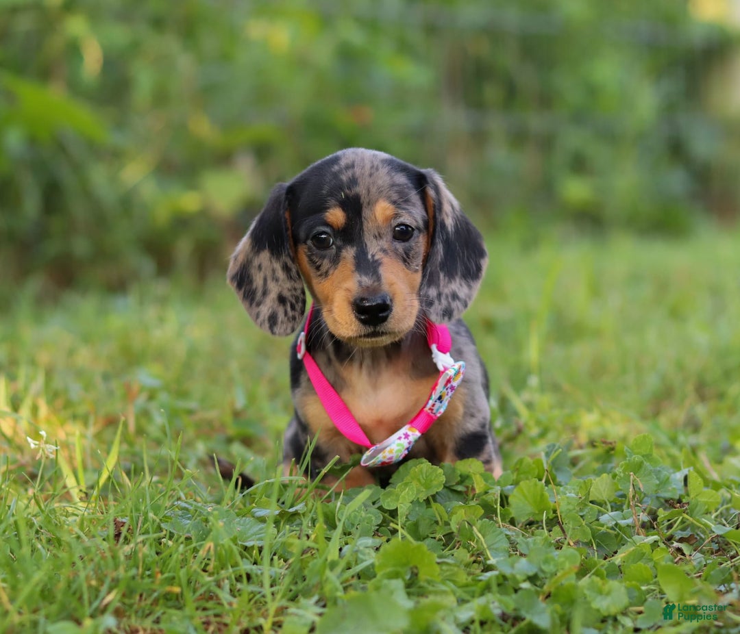 Miniature Dachshund dogs for sale: Sadie - Image 1