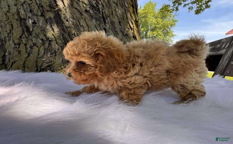 Maltipoo dogs - Advert 3