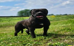 American Bulldog dogs for sale: Miss Trenchbell - Listing for pets: Miss Honey, Matilda, Miss Trenchbell, Harry - Image 12
