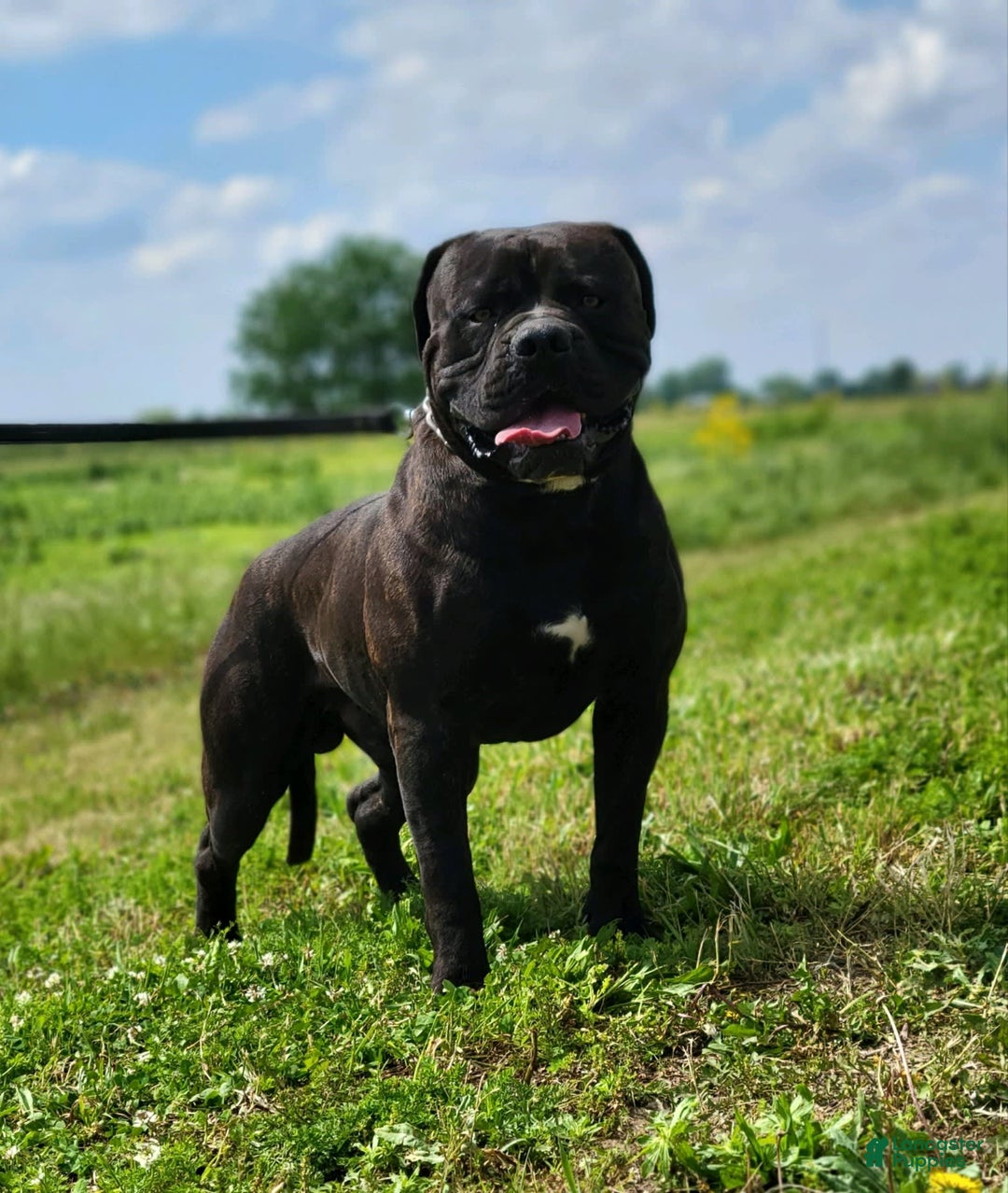 American Bulldog dogs for sale: Miss Trenchbell - Listing for pets: Miss Honey, Matilda, Miss Trenchbell, Harry - Image 12