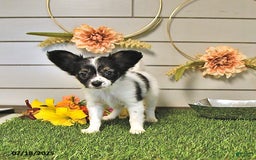 Papillon dogs for sale: Lilah - Image 8