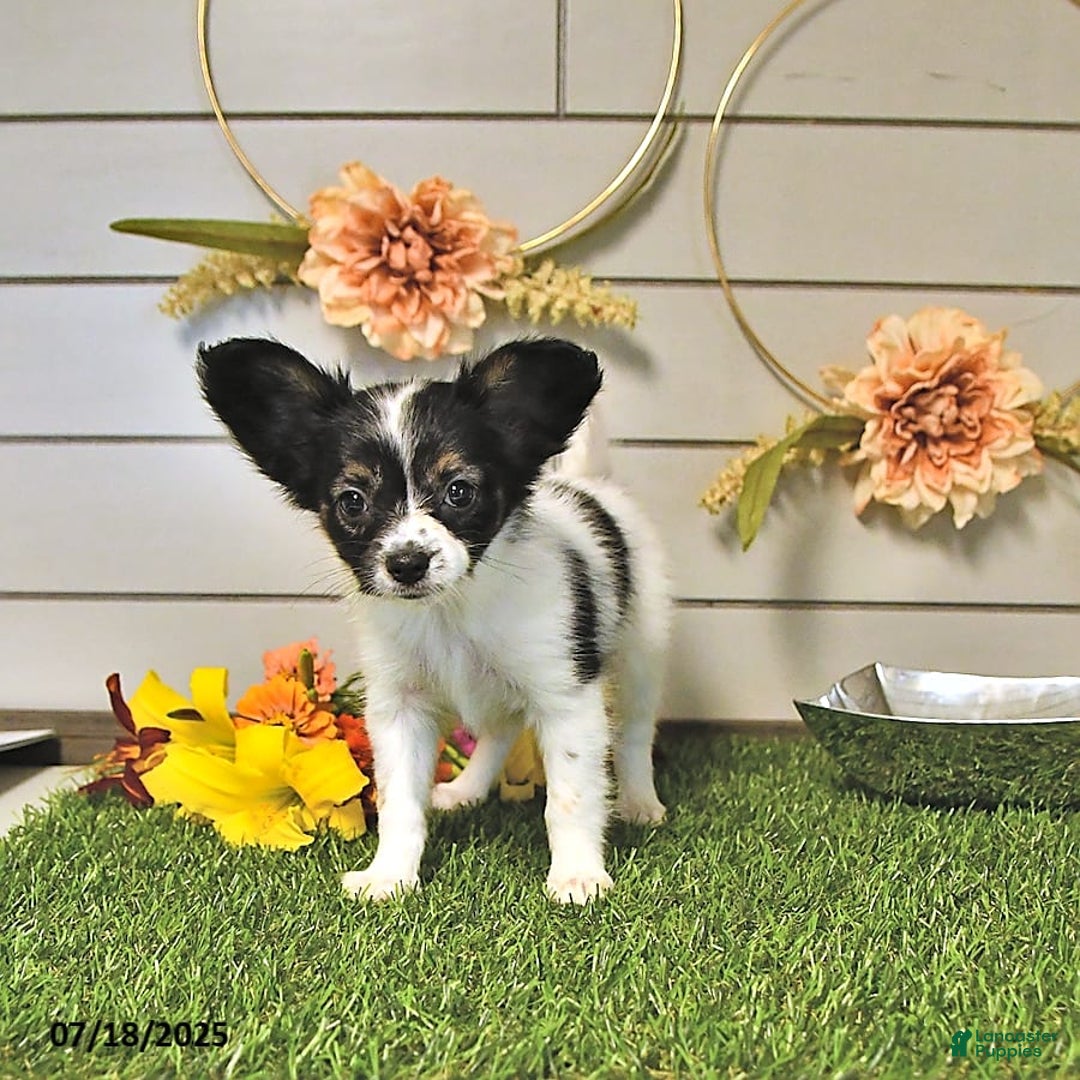 Papillon dogs for sale: Lilah - Image 8