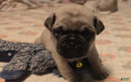Pug dogs for sale: Davy - Image 11