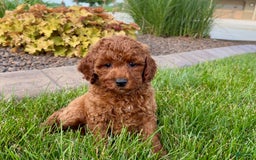 Cavapoo dogs for sale: Charlie - Image 2