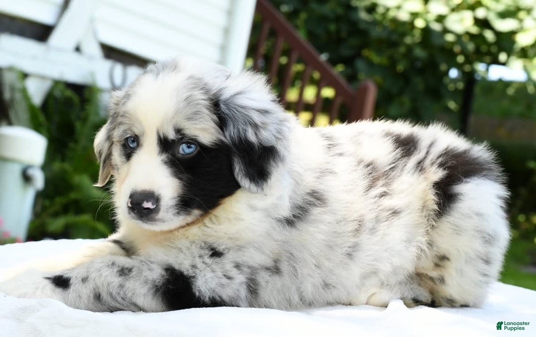 Australian Shepherd dogs for sale: Blue - Image 8
