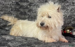 West Highland Terrier dogs for sale: Akc DNA clear Casper - Image 7