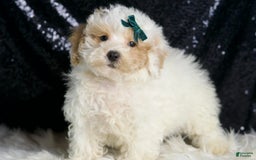Toy Poodle dogs for sale: Frizzy - Image 2